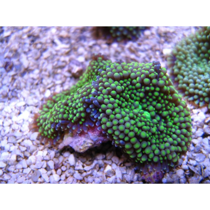 Coral Ciuperca Ricordea Florida - imagine 3